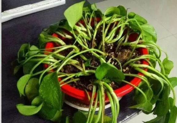 肉汤浇花的好处是什么?哪些花卉适合用肉汤作为肥料? 肉汤浇花的好处是什么?哪些花卉适合用肉汤作为肥料?