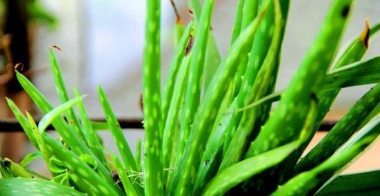 芦荟冬季护理方法是什么?如何确保芦荟安全过冬? 芦荟冬季护理方法是什么?如何确保芦荟安全过冬?