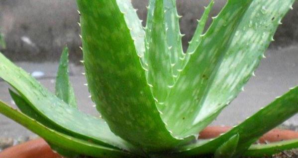 芦荟冬季护理方法是什么?如何确保芦荟安全过冬? 芦荟冬季护理方法是什么?如何确保芦荟安全过冬?