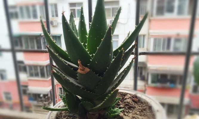 芦荟冬季护理方法是什么?如何确保芦荟安全过冬? 芦荟冬季护理方法是什么?如何确保芦荟安全过冬?