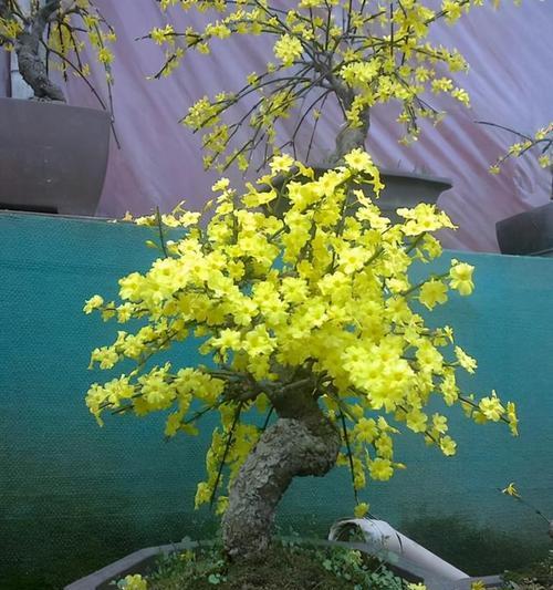 迎春花有毒吗？室内养护需要注意什么？