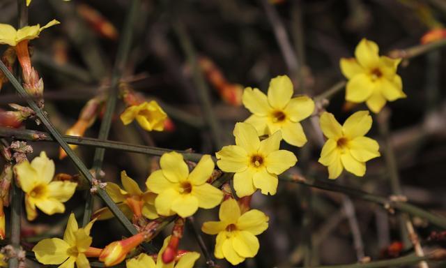 迎春花有毒吗？室内养护需要注意什么？