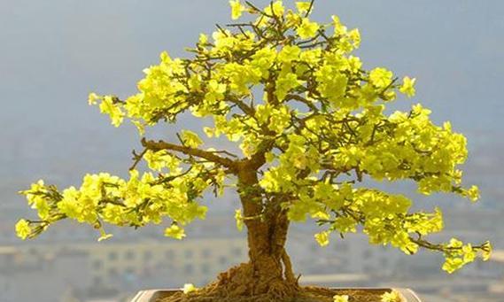 迎春花有毒吗？室内养护需要注意什么？