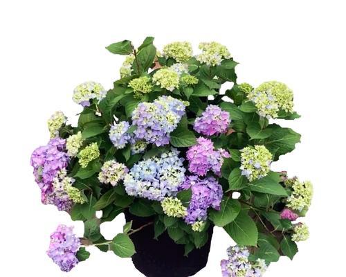 绣球花属于草本植物还是木本植物？如何区分？