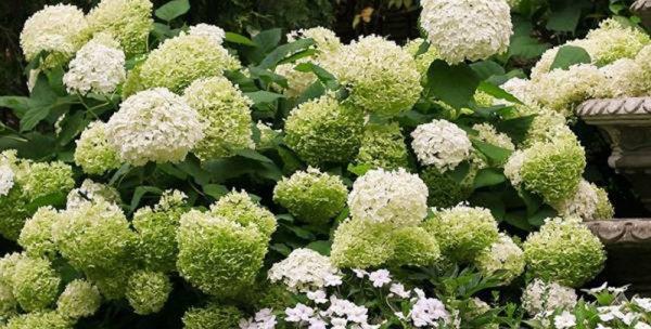 绣球花属于草本植物还是木本植物?如何区分? 绣球花属于草本植物还是木本植物?如何区分?