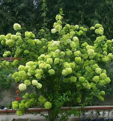 绣球花属于草本植物还是木本植物?如何区分? 绣球花属于草本植物还是木本植物?如何区分?