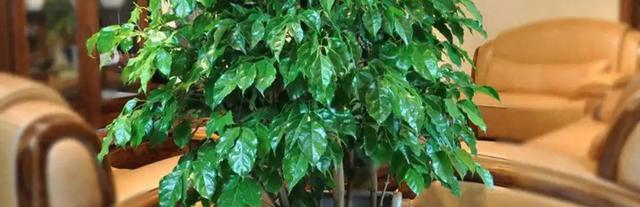 幸福树可以放室外养吗?室外养护需要注意什么?