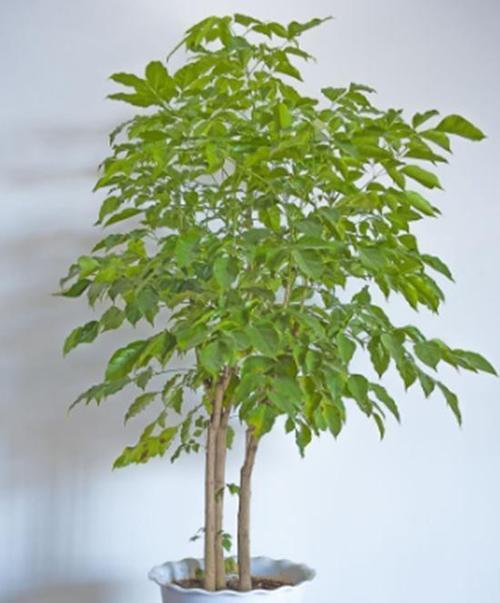 幸福树可以放室外养吗?室外养护需要注意什么? 幸福树可以放室外养吗?室外养护需要注意什么?