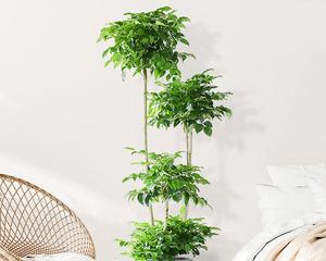 幸福树可以放室外养吗?室外养护需要注意什么? 幸福树可以放室外养吗?室外养护需要注意什么?