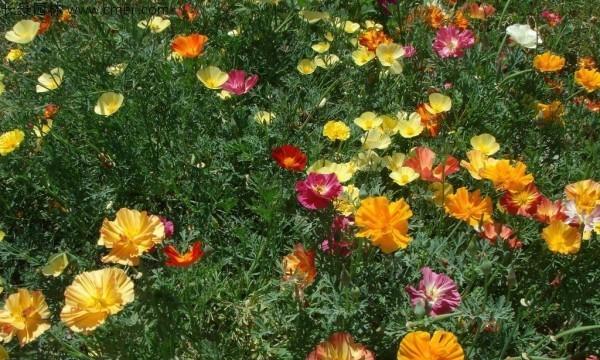 花菱草播种的最佳时间是什么时候?播种后需要注意什么? 花菱草播种的最佳时间是什么时候?播种后需要注意什么?