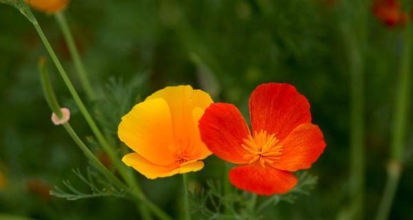 花菱草播种的最佳时间是什么时候?播种后需要注意什么?