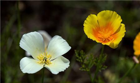 花菱草播种的最佳时间是什么时候?播种后需要注意什么? 花菱草播种的最佳时间是什么时候?播种后需要注意什么?