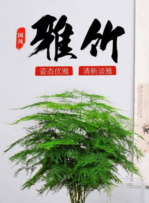 文竹养殖用大盆还是小盆好?哪种更有利于生长? 文竹养殖用大盆还是小盆好?哪种更有利于生长?