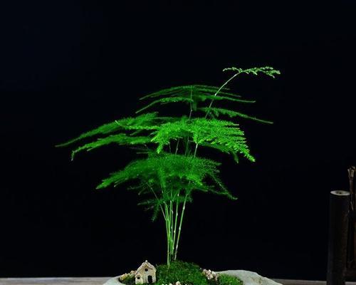 文竹养殖用大盆还是小盆好?哪种更有利于生长? 文竹养殖用大盆还是小盆好?哪种更有利于生长?