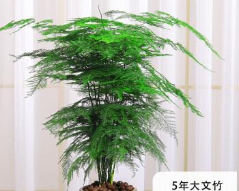 文竹养殖用大盆还是小盆好?哪种更有利于生长? 文竹养殖用大盆还是小盆好?哪种更有利于生长?