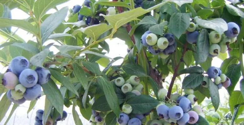 蓝莓几月份成熟采摘？最佳采摘时间是什么时候？