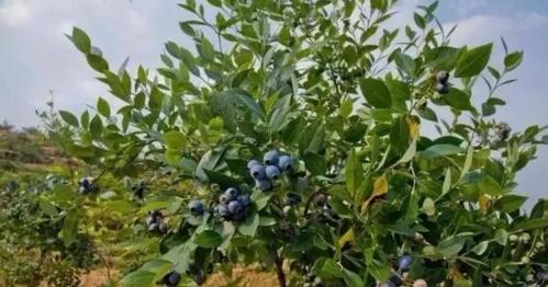 蓝莓几月份成熟采摘？最佳采摘时间是什么时候？