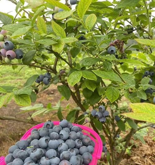 蓝莓几月份成熟采摘？最佳采摘时间是什么时候？