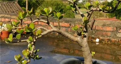 玉树修剪方法有哪些?如何正确修剪玉树? 玉树修剪方法有哪些?如何正确修剪玉树?