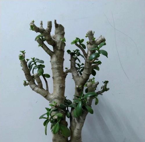 玉树修剪方法有哪些？如何正确修剪玉树？