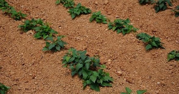 地瓜几月份种植最合适？如何确保高产？