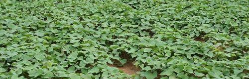 地瓜几月份种植最合适？如何确保高产？