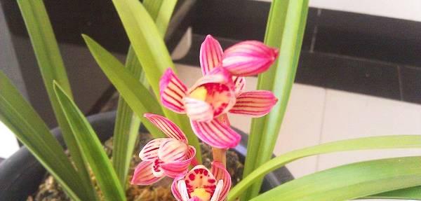 荷花兰家庭养殖方法有哪些？如何才能养得更好？