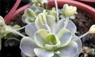 荷花兰家庭养殖方法有哪些？如何才能养得更好？