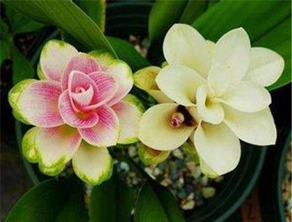 荷花兰家庭养殖方法有哪些？如何才能养得更好？