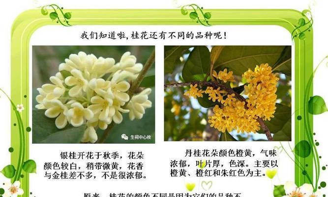 桂花种子催芽方法是什么？需要多长时间才能发芽？