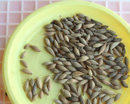 桂花种子催芽方法是什么？需要多长时间才能发芽？