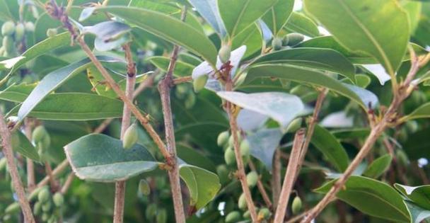 桂花种子催芽方法是什么？需要多长时间才能发芽？