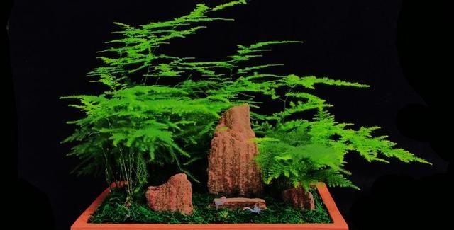 文竹用什么肥料好?如何正确施肥促进生长?