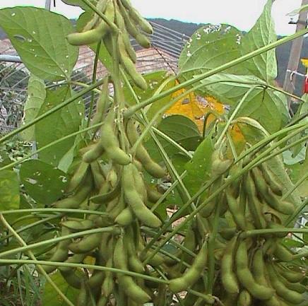 黄豆收割的最佳时间是什么时候？如何判断黄豆成熟度？