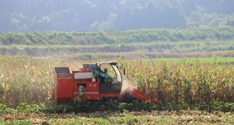 黄豆收割的最佳时间是什么时候？如何判断黄豆成熟度？