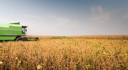 黄豆收割的最佳时间是什么时候？如何判断黄豆成熟度？