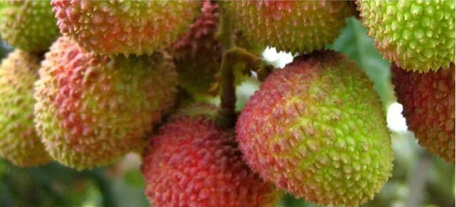 鲜荔枝怎么挑选好吃的？掌握这些技巧轻松选到优质果品！