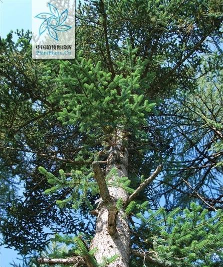 巴西木属于天门冬科植物吗?这种树种有哪些特点?