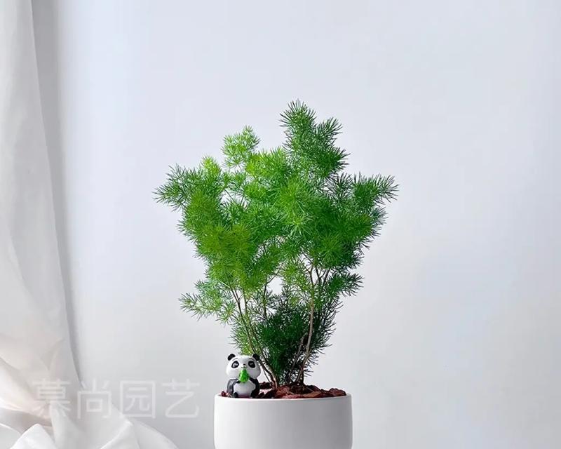 巴西木属于天门冬科植物吗？这种树种有哪些特点？