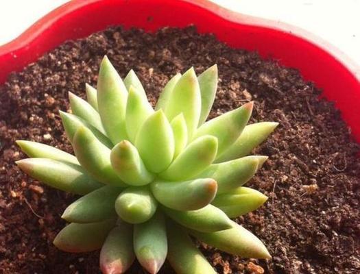 千佛手多肉爆盆秘诀是什么?如何正确养护? 千佛手多肉爆盆秘诀是什么?如何正确养护?