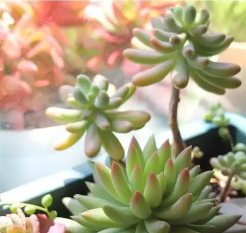 千佛手多肉爆盆秘诀是什么?如何正确养护? 千佛手多肉爆盆秘诀是什么?如何正确养护?