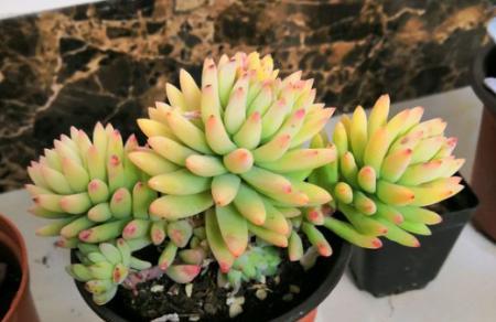 千佛手多肉爆盆秘诀是什么?如何正确养护? 千佛手多肉爆盆秘诀是什么?如何正确养护?