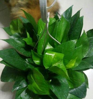 芹菜种植光照需求是什么?喜阳还是喜阴?