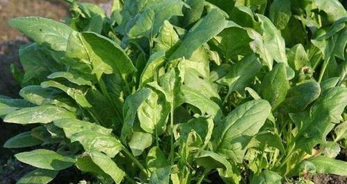 芹菜种植光照需求是什么？喜阳还是喜阴？