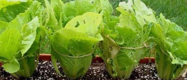 芹菜种植光照需求是什么？喜阳还是喜阴？