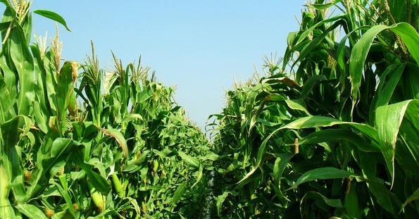 东北玉米什么时候开始收获？收获期持续多久？