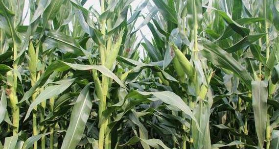 东北玉米什么时候开始收获？收获期持续多久？