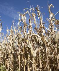 东北玉米什么时候开始收获？收获期持续多久？