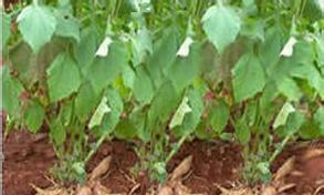 雪莲果发芽不顺利怎么办?快速发芽的秘诀是什么? 雪莲果发芽不顺利怎么办?快速发芽的秘诀是什么?