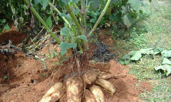 雪莲果发芽不顺利怎么办?快速发芽的秘诀是什么? 雪莲果发芽不顺利怎么办?快速发芽的秘诀是什么?